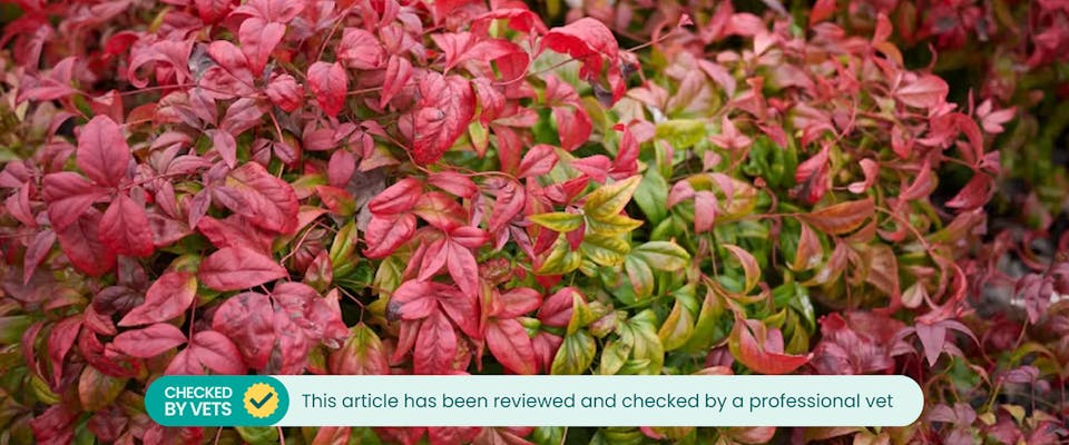 Is bamboo 2024 harmful to dogs